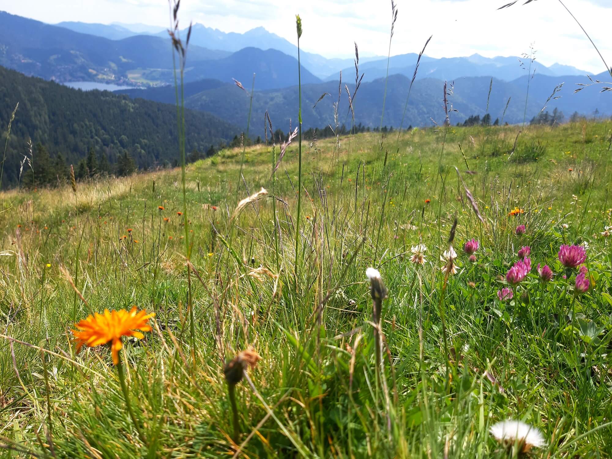 2024 Juli Blog - Das Leben - was weiß ich schon...