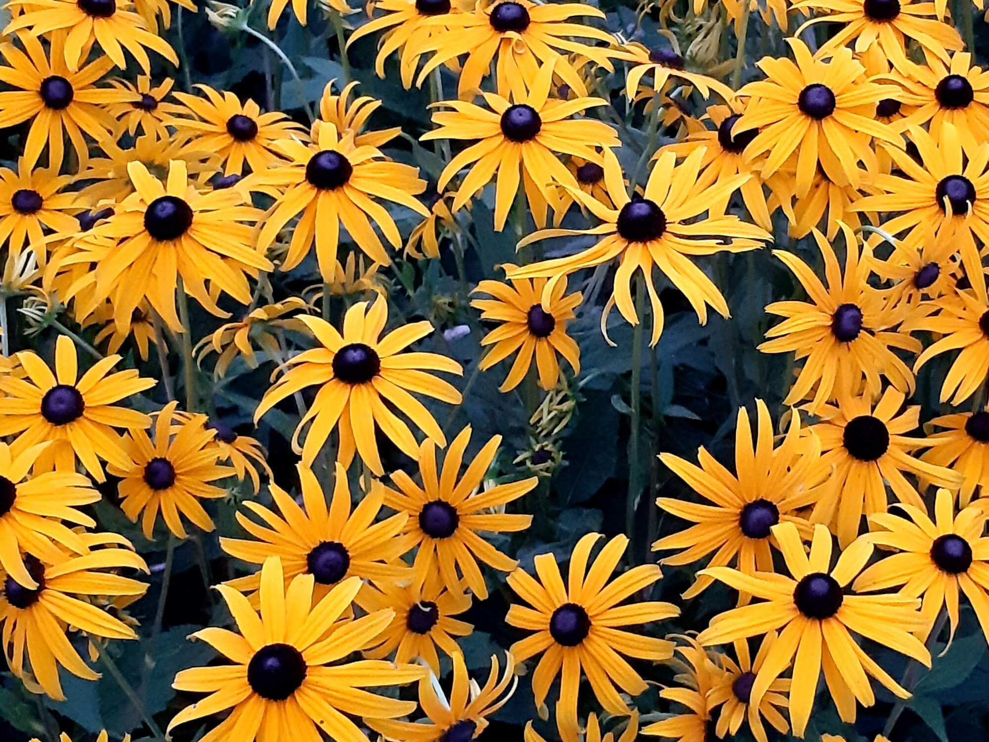 2024 August Blog - Das Leben - mit Dankbarkeit und Freude durch den Sommer