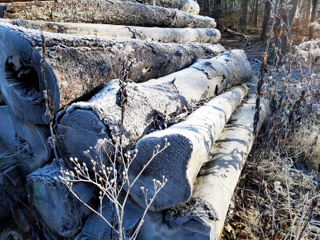 Liebe Yoga-Freunde und Klang-Genießer, die Fotos oben in der Serie entstanden an einem kalten, sonnigen Spaziergang am vergangenen Wochenende im Hunsrück. Besuch in meiner Heimat und bei meiner Familie dort. Es waren bezaubernde Tage mit schönen Begegnungen, guten Gesprächen, leckerem Essen und Klang in der Rotundare. Dieses Seminarhaus auf den Höhen des Mittelrheines ist so ein besonderer Ort, es lohnt sich, dort mal bei einer Veranstaltung dabei zu sein! Dieses runde Haus erinnert in seiner Architektur an ein Schneckenhaus und ist tatsächlich daran angelehnt und extra für Klänge gebaut worden! (Eine Möglichkeit für einen Klang-Besuch dort wäre die Puja-Nacht in den Karfreitag nächstes Jahr im April!) An dem Wochenende nun bekam ich ein Buch geschenkt und als ich es ausgepackt hatte und in der Hand hielt - so wertig und schön gestaltet - hatte ich, nachdem ich den Klappentext gelesen hatte, eine Vorahnung... Kennst du das, dass du ein Buch zu lesen beginnst und schon nach wenigen Zeilen eintauchst und Teil dieser Geschichte wirst? Es gibt Bücher, da passiert mir das. Dann tauche ich voll ein und vergesse die Welt um mich herum. Ich werde wie ein Teil der Geschichte, ein Beobachter und Miterleber. Meist ist die Geschichte dann so schön oder spannend oder berührend oder alles auf einmal, dass ich das Buch nicht weglegen kann. Das ist mitten im Alltag ein bisschen unpraktisch - denn es führt dazu, dass ich bis Mitternacht lese und nur widerwillig das Licht ausmache. Der wohlwollende Verstand ("du brauchst Schlaf" - "morgen wirst du müde sein" - "mach mal jetzt die richtige Arbeit"...) ist sehr erfinderisch und versucht permanent, mir ein schlechtes Gewissen zu machen. Bisweilen dringt es durch - vor allem das Thema Schlaf, denn das merke ich morgens als erstes. Alles andere hole ich auf ;-) Und dann am nächsten Tag, je nach dem, was anliegt, schwupps - sitze ich wieder auf dem Sessel oder Sofa und lese weiter. Und tauche wieder ein in die Geschichte und vergesse alles drumherum. Es ist merkwürdig. In diesen Momenten fühlt sich das Buch mit seinen Protagonisten und seiner Handlung so echt an und das gewohnte "echte" Leben wie eine Geschichte. Irgendwie weit weg und unwirklich. Früher hat mir das manchmal Angst gemacht - es ist schon ein echt merkwürdiges und befremdliches Gefühl. Da dieses Buch nicht allzu dick und gut zu lesen war, brauchte ich nach dem Sonntagabend nur noch eine Nachtschicht und einen halben Nachmittag und war gerettet! Die "normale Welt" hatte mich wieder. Und dann wechselt es wieder zurück, das Buch wird zur erlebten Geschichte und der Alltag zum normalen Sein. (Dieses Buch, von dem ich hier schreibe, findest du weiter unten in der Buchempfehlung) Und da frage ich mich doch - geht es nur mir so? Und wie kann es sein, dass mein Leben sich unter bestimmten Umständen anfühlt, wie ein Traum? Eben zum Beispiel bei dieser Sorte guter Bücher - aber auch manchmal im Urlaub oder wenn ich an bestimmten Orten bin oder besondere Dinge tue. Und wenn ich in diesen Momenten weiterdenke, dann wird es philosophisch in mir und ziemlich abgefahren in meinen Gedanken und in mir. Es heißt "wir sind geistige Wesen". Wir haben diesen Körper und unseren Verstand, um hier auf der Welt zu sein. Aber eigentlich kommen wir als Seele von ganz woanders her. Nur Mein Verstand versteht das nicht - kann er auch gar nicht, denn er ist ja von dieser Welt. Ebenso das Ego, das mich so gerne hierbehalten möchte, das so vieles besser zu wissen glaubt und mir das ziemlich eindrücklich erklären kann. Die andere, die Seelenwelt, ist für mich ein inneres Gefühl, das ich nicht in Worte fassen kann. Noch nicht, aber ich fühle sie. Und bin gespannt, was ich in diesen Welten noch entdecken werde. In diesem Zusammenhang hat das Gedicht von Anouk oben einen ganz besonderen Reiz für mich. Das Buch von ihr findest du auch in der Buchempfehlung - wenn du spirituelle Gedichte und Texte magst - es ist sehr besonders. Wie ist das für dich? Kennst du diese "Anderswelten" auch? Wann tauchst du dort ein? Und wie fühlt es sich für dich an? Wieder auf den Boden der vermeintlichen Tatsachen. Dies ist der letzte Newsletter in diesem Jahr an dich. Ich hatte und habe viel Freude beim Schreiben und Zusammenstellen und sage danke für die Rückmeldungen dazu, die ich immer wieder bekomme!