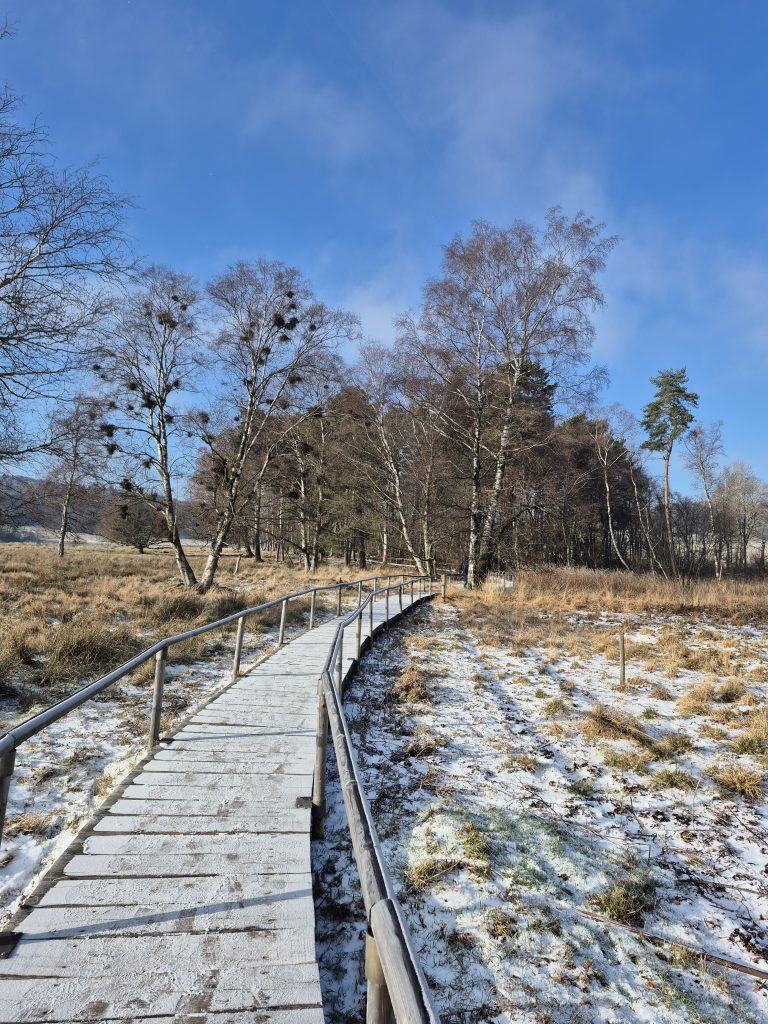 Winter im Schopflocher Moor