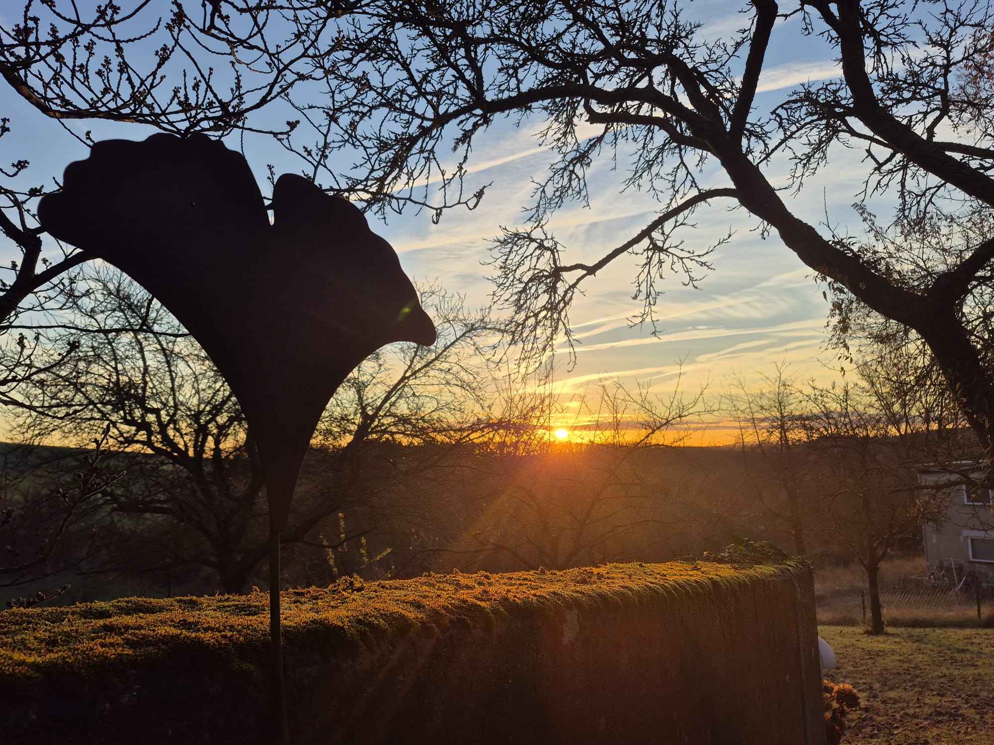Sonnenaufgang mit Ginko