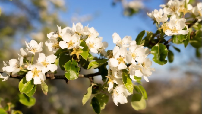 Kirschblüte
