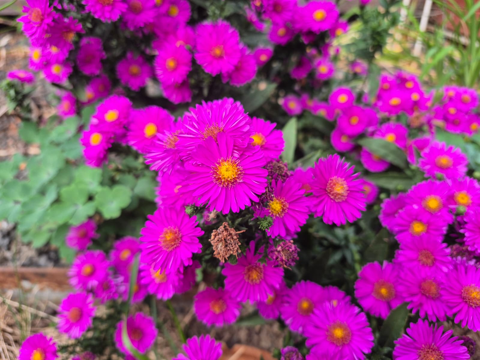 Herbstastern